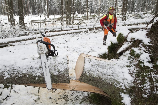 På bilden syns en motorsåg från Stihl i samband med en av Skogsstyrelsens utbildningar i Sverige.