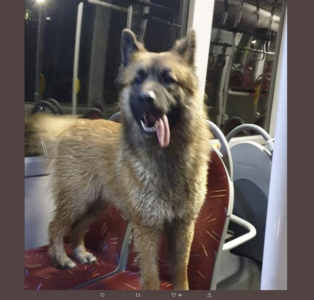 En hund i Åbo tog bussen på torsdag. Bilden togs av busschauffören och delades på twitter av polisen.
