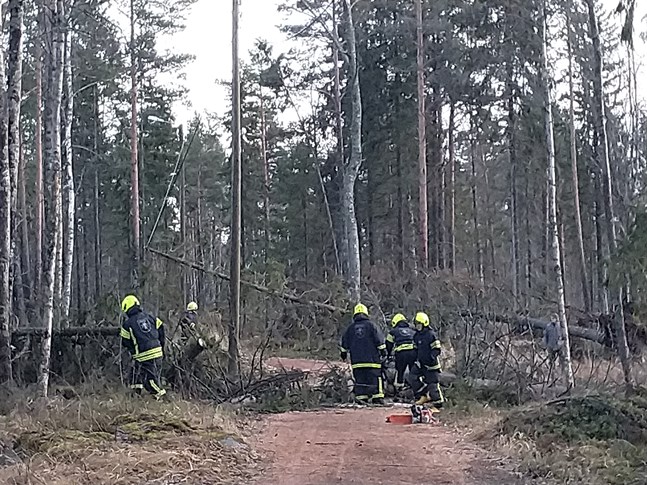 Frivilliga brandkåren i Kristinestad röjde på söndagen upp efter stormen på motionsbanan vid Alesundsvägen. På flera ställen hade träd fallit över ledningarna till belysningsstolparna.
