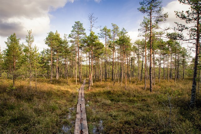 Naturresor, såsom vandringar, har blivit populära bland finländarna.