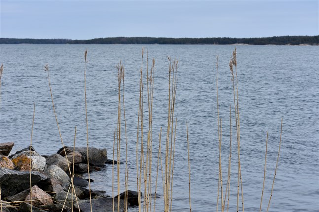 Döda fiskar har sköljt upp på en strand i Kyrkslätt.