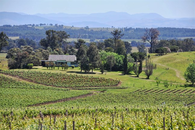 En vingård i Hunter Valley i Australiska New South Wales. Arkivbild.