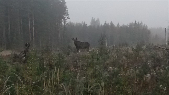 En älgkrock inträffade i Malax tidigt på måndag morgon. Älgen på bilden har inget med olyckan att göra.