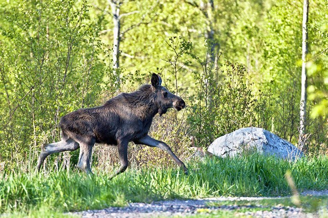 Företaget Joupin Meklari har köpt viltkött i huvudsak från Estland. Köttet har märkts som inhemskt och har hanterats i lokaler som saknar tillstånd.