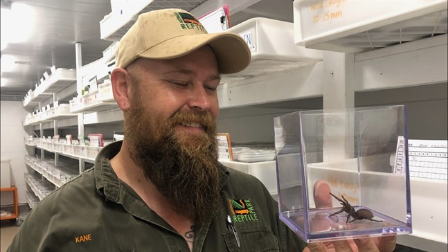 Kane Christensen är spindelansvarig på Australian Reptile Park, norr om Sydney.