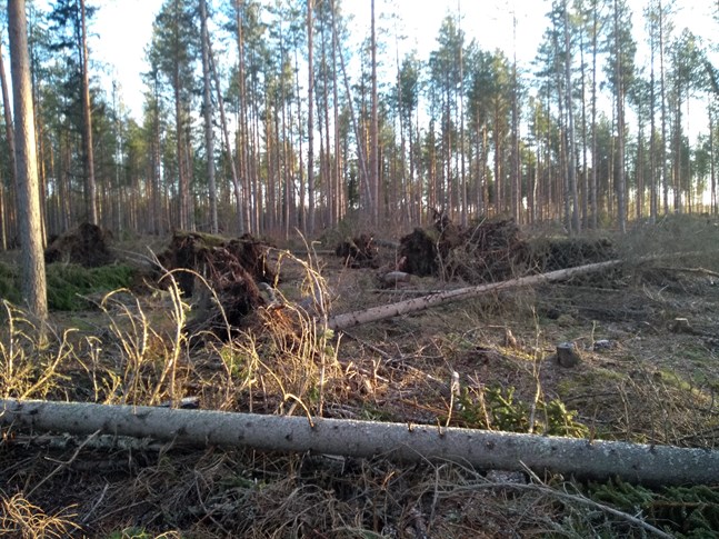 På det här gallrade skiftet i Pjelax avverkades vindfall i fjol, och nu ser det ut så här efter denna vinters stormar. I vår blir det ny avverkning.