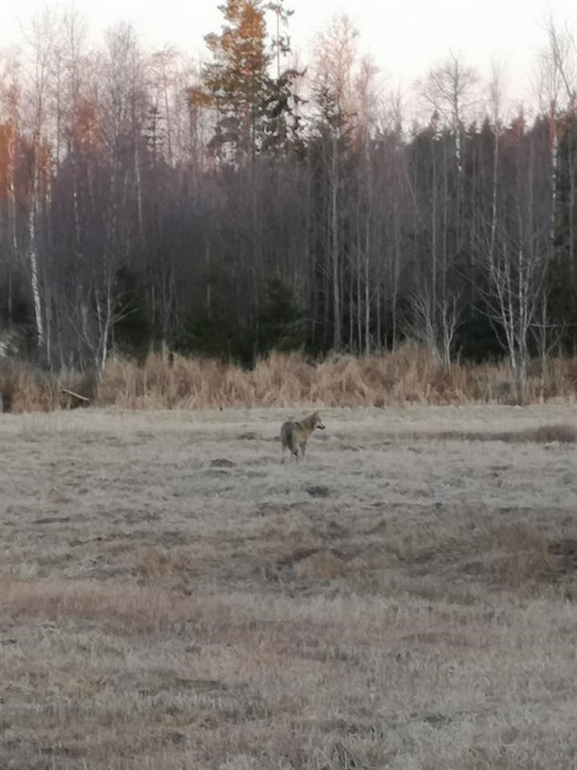 En varg rörde sig i Österhankmo på fredagsmorgonen.