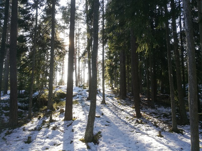 Enligt skogsvårdsföreningarna finns det hundratusentals hektar med försenade skogsvårdsåtgärder och gallringar. Inkomsterna från virkeshandeln kan komma väl till pass när övriga inkomstkällor bli osäkra.