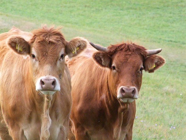 Elektronisk identifiering av nötkreatur blir obligatorisk från och med oktober.