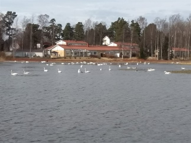 Ett stort antal sångsvanar hänger vid Infjärden just nu.