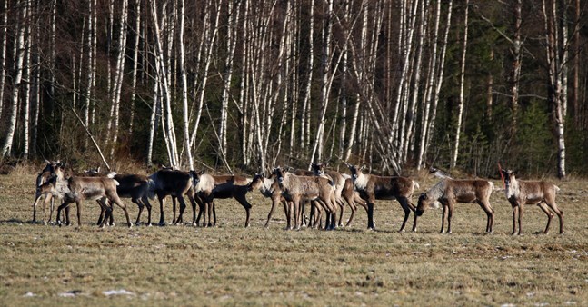Skogsrenen har i vinter hittat också till de västra delarna av Kronoby.