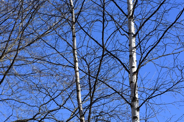 Björkens blomning förväntas bli svag i år, meddelar Naturresursinstitutet Luke.