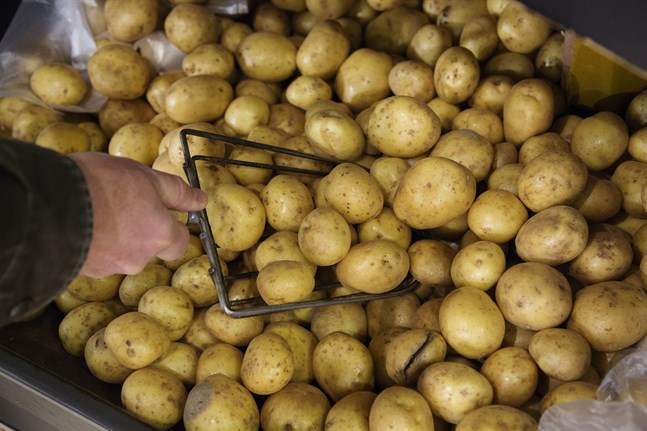 Potatis, som man kan göra patat av. Arkivbild.