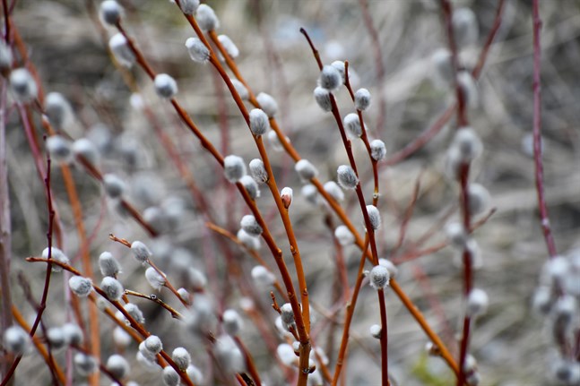 Nyhetsbild