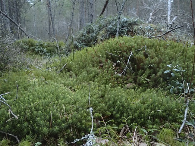I boken beskrivs också några andra mossgrupper, bland annat björnmossorna. Stor björnmossa (bilden) torde vara en välbekant syn för många. I familjen finns ytterligare ett tjugotal tjusiga arter att lära känna.