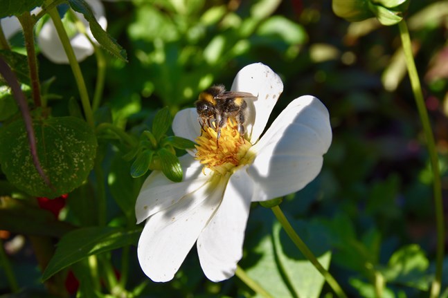 Bin och andra pollinerande insekter minskar i världen som en följd av klimatförändringen och urbaniseringen.
