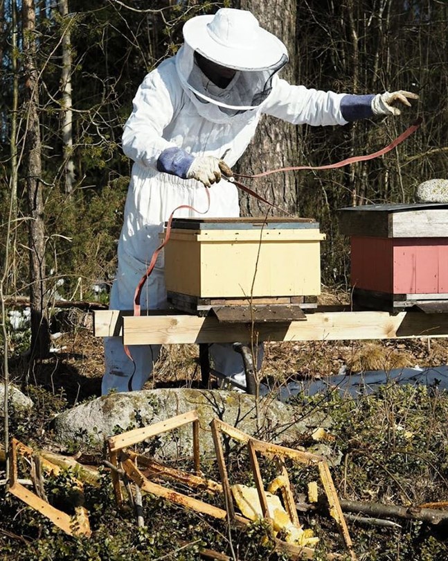 Biodlaren Marc Bock sätter remmar runt bikuporna för att förhindra björnens aptit.