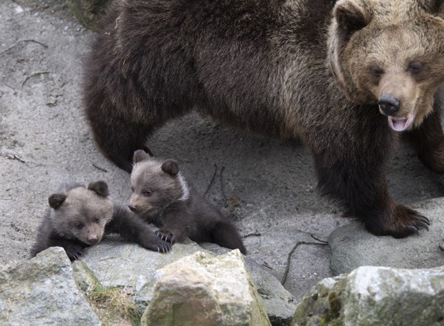 Fem stycken björnungar på Skansen har börjat komma ut ur sitt bo i björnhägnet för att upptäcka världen. Det var i början av januari som björnmamman Lill Babs fick en kull med hela fem ungar som nu kan ses av besökarna.