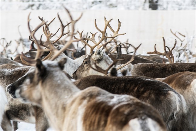 Renar i en fålla nära Jokkmokk i höstas. Nu drabbas näringen av minskad efterfrågan på renkött.