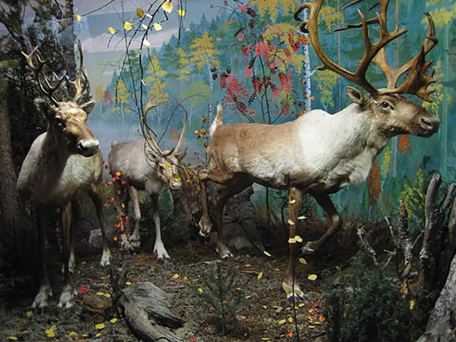 Bilden visar världens enda, fullständiga skogsrensdiorama som Eirik Granqvist byggde på Zoologiska Museet vid Universitetet i Helsingfors. Det har nu tyvärr, tillika med de andra dioramorna där, rivits. Vajan och ungdjuret i mitten är av de stressade exemplaren vid det första infångningsförsöket av skogsrenar 1973.