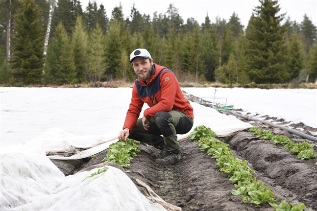 Oskar Ekholm odlar bland annat nypotatis i Kimitoön. Han säger att de ukrainska säsongsarbetarna har hög arbetsmoral. Ekholm brukar anställa tre ukrainare varje sommar.