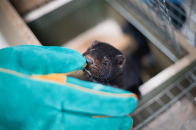 De flesta av Finlands drygt 200 minkfarmar finns i Österbotten.