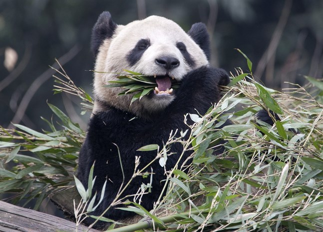 Er Shun får återvända hem till Kina tillsammans med Da Mao.