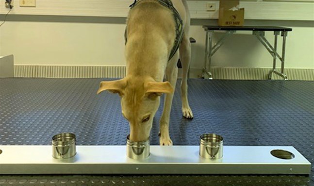 Hunden Kössi har i uppdrag att lukta sig fram till urinprov av coronasmittade personer.