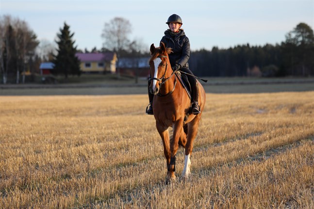 Eirin Losvik på Calisto, unghästen som blev en del av familjen förra hösten. I stallsnacket går nyförvärvet under namnet "Alfie".