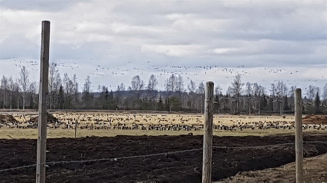 Vitkindade gäss på en åker i Norra Karelen.