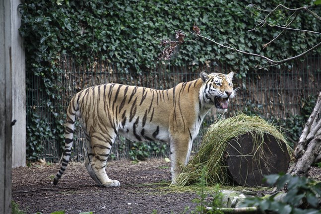 Djurparker i Danmark tillhör verksamheterna som snart får öppna. Bild från Köpenhamns zoo. Arkivbild.