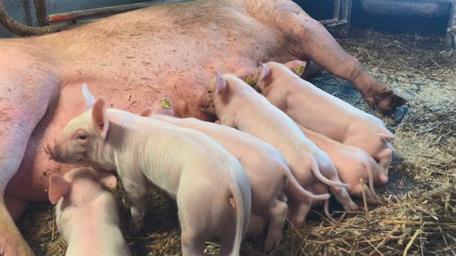 Vid Snellmans köttförädling Ab i Jakobstad går var femte gris som slaktas på export. Bristen på containrar har lett till fördubblade fraktkostnader på en del håll.