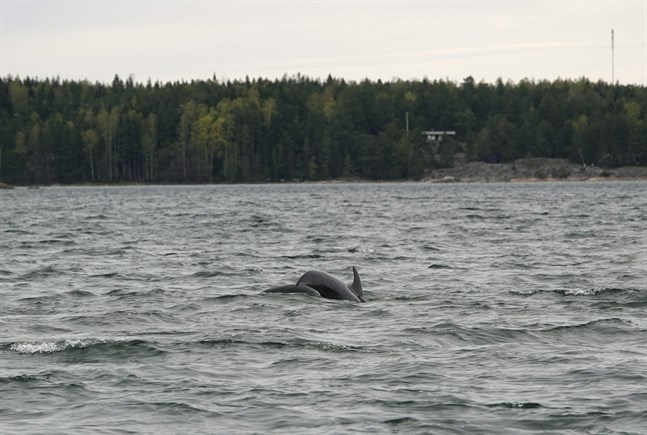 Flasknosdelfin utanför Kimitoön den 21 maj 2020.