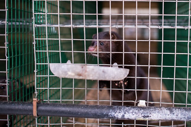 Ett nytt fall där en anställd på en minkfarm i Nederländerna tros ha blivit smittad med coronaviruset av en mink. Arkivbild.