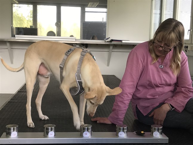 Hunden Kössi är utbildad i att hitta cancer. Bilden är från ett träningstillfälle där han med hjälp av sin hundförare Susanna Paavilainen lär sig känna igen covid-19 i urin.