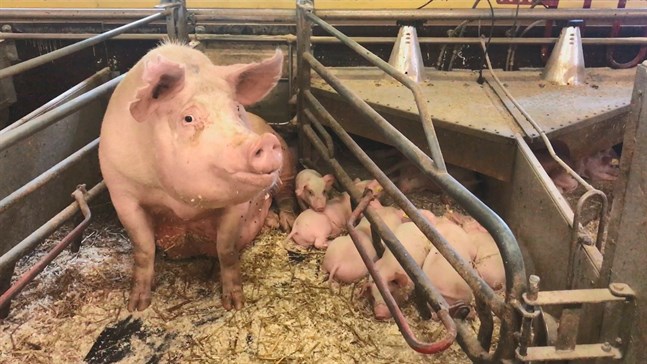 Det nya fryslaget för 4 miljoner euro beskrivs som en strategisk investering för Snellmans Köttförädling Ab.