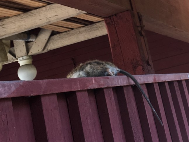 En råtta fångades på bild i Skata i maj.