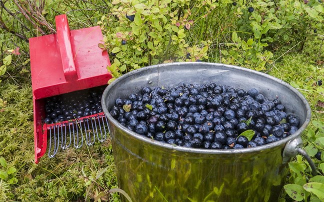 Thailändska bärplockare stoppas från att resa till Norden i sommar.