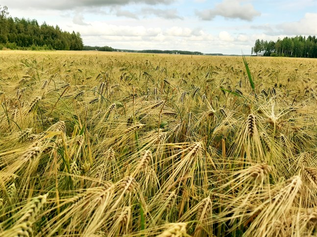 Nästa vecka ser ut att bjuda på varmt väder. Mestadels uppehåll men vissa regnskurar är att vänta.