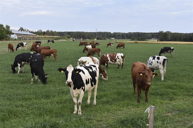 En del producenter klarar sig bra och en del klarar sig dåligt under krisen. De större producenterna samarbetar vid behov för att trygga produktionen.