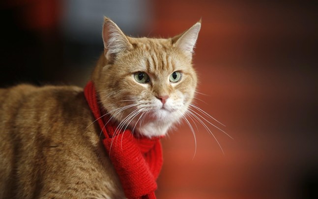 Bob the cat när han anlände till premiären av filmen "A street cat named Bob" i London.