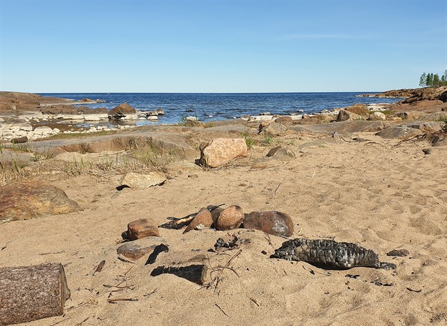 I brist på grillplatser eldar besökare direkt på stranden vid Fäboda. Aska och halvbrunna vedträn lämnas kvar.