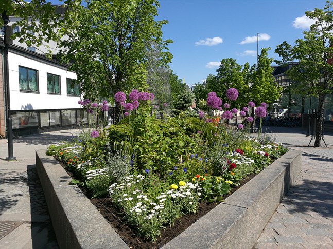 Karleby blommar i sommar mer än någonsin tidigare.