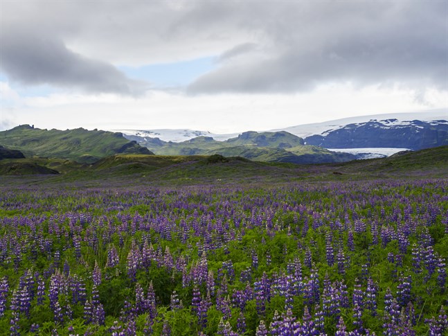 Lupinen har blivit ett dominerande inslag i landskapet också på stora delar av Island, där den har både för- och nackdelar.