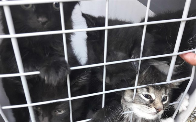 Fem kattungar hittades mitt i skogen i Petalax. Enligt katthuset har någon dumpat dem där.