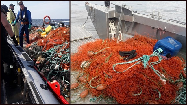 Myndigheterna var ute med fyra båtar för att lyckas avlägsna den stor ryssjan ur havet utanför Nykarleby.