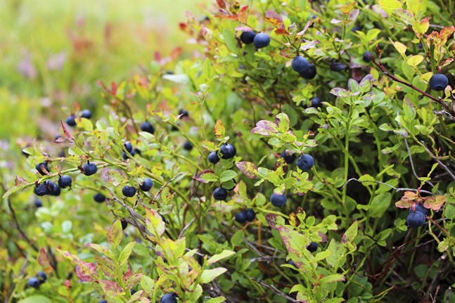 Under vanliga år brukar de thailändska bärplockarna dyka upp kring den 20 juli när blåbärssäsongen inleds. På Marja Bothnia Berries hoppas man att bärplockarna hinner hit till början av augusti.