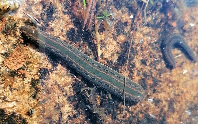 Blodigeln (Hirudo medicinalis) är numera en rödlistad art i Finland och förekommer på Åland och i södra och sydvästra Finland.