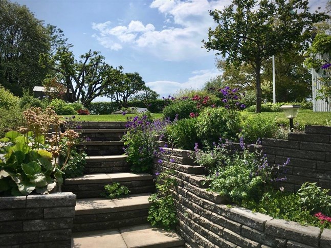 I Gerd och Anders Bäckmans trädgård i Ekenäs, Raseborg finns både perenner och sommarblommor.