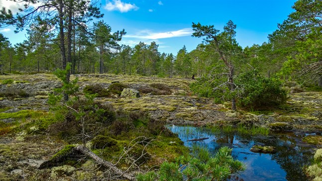 Naturen är som en terapeut som helar dig med sina tröstande ord, skriver Hans Ingvesgård.